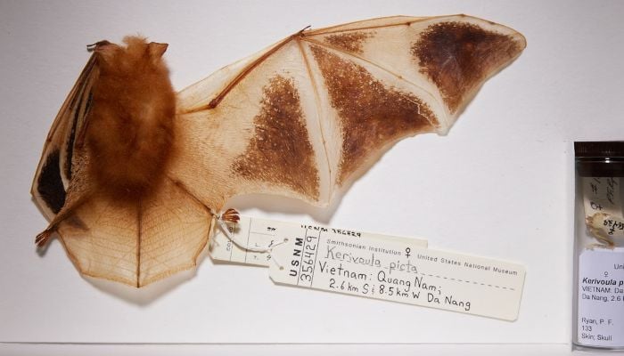 Online shoppers buy painted woolly bats, like this one at the Smithsonian Museum of Natural History, to display as wall decorations or even to wear as hair clips.— Nat Geo