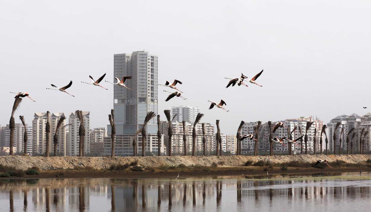 Pink flamingos fly past the new palm tree plantation at the Clifton Urban Forest, on June 22, 2022. — Reuters