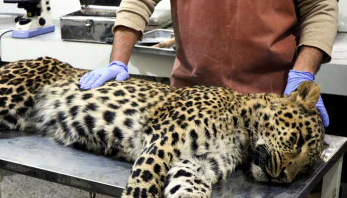 A member of a veterinary team examines a lifeless leopard which was killed by a mob of local villagers in Jhelum Valley, at the laboratory at Livestock Department in Jhelum Valley. — Reuters/File