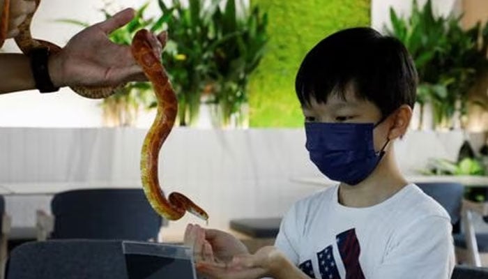 Felix Goh, 11, a visitor at Fangs by Dekori cafe, holds a corn snake at the reptile-themed cafe in Subang Jaya, Malaysia, on February 18, 2023.— Reuters