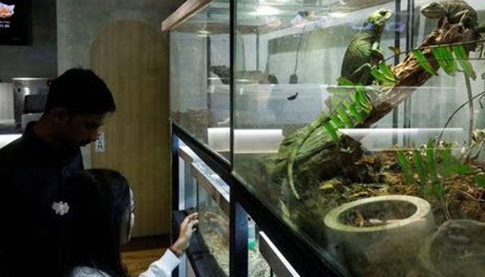 Green iguanas are kept inside an aquarium at Fangs by Dekori cafe, a reptile-themed cafe in Subang Jaya, Malaysia February 18, 2023. Reuters