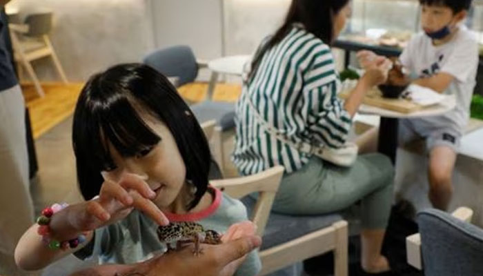 Angel Goh, 6, a visitor at Fangs by Dekori cafe, touches a leopard gecko, at the reptile-themed cafe in Subang Jaya, Malaysia February 18, 2023.— Reuters