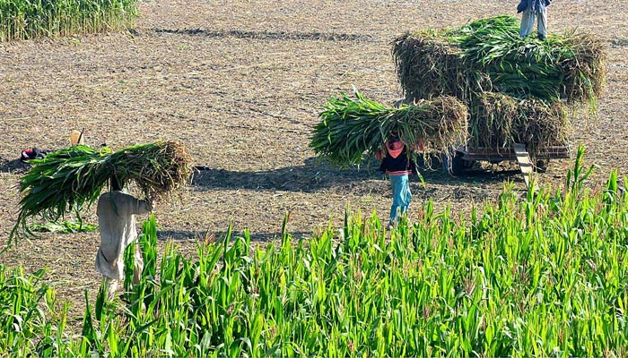 Farmers load fresh fodder on the delivery van after harvesting it from a field in Hyderabad on January 1, 2023. — APP/File