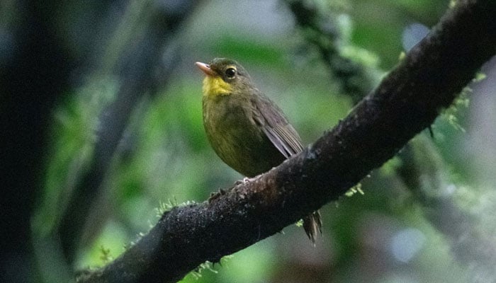 The dusky tetraka is the second species to be rediscovered since 2006 in the tropical forests of northeastern Madagascar. AFP/File