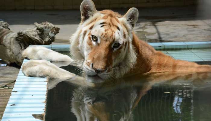 The Golden Tabby Tiger Alfied cools itself in a pool at the Karachi Zoo. — by reporter/File