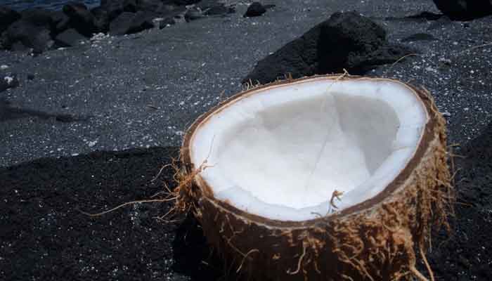 A representational image of a coconut. — Reuters/File
