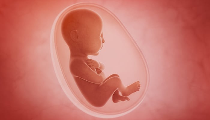 A representational image of a baby in the womb. Unsplash/File