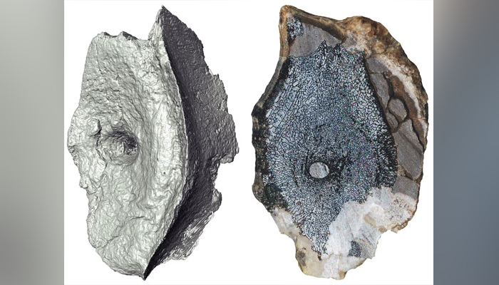Gambar tomografi terkomputasi dan penampang menunjukkan struktur tulang bagian dalam vertebra dari Ichthyosaurus yang paling awal diketahui, sejenis reptil laut yang berkembang selama zaman dinosaurus, dan sebenarnya pertama kali muncul jutaan tahun sebelum dinosaurus, dalam gambar tak bertanggal ini .  — Reuters/Berkas