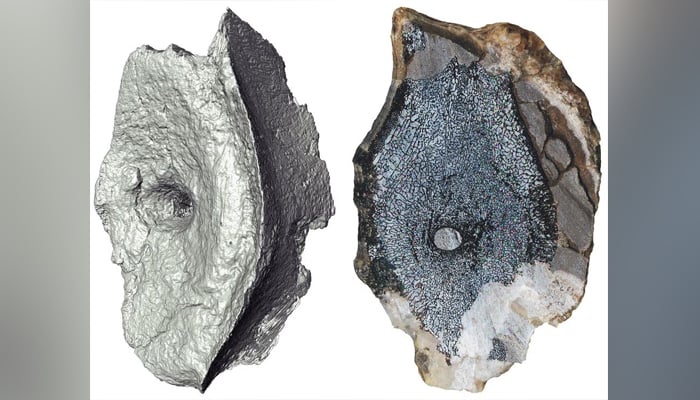 A computed tomography image and cross-section show the internal bone structure of vertebrae from the earliest-known Ichthyosaur, a type of marine reptile that flourished during the age of dinosaurs, and actually first appeared millions of years before the dinosaurs, in this undated image. — Reuters/File