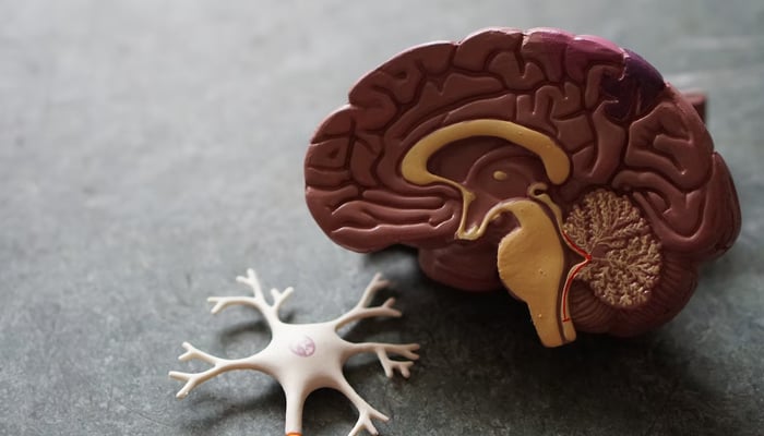 Koleksi otak terbesar di dunia di Denmark digunakan untuk penelitian penyakit mental