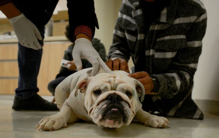 A French bulldog receives medical treatment at Al Rawasy Veterinary Clinic in Benghazi, Libya January 19, 2022. — Reuters/File