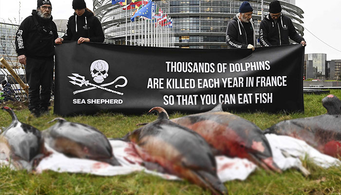 Members of the Sea Shepherd Conservation Society (SSCS) NGO hold a banner behind dead dolphins retrieved in the sea during a demonstration to denounce non-selective fishing in front of the European Parliament, in Strasbourg, eastern France, on March 14, 2023. —AFP
