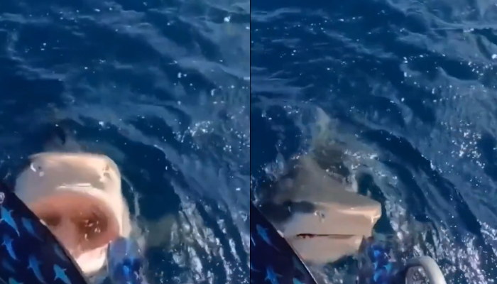 A mighty shark can be seen in this collage of screengrabs taken from the video. — Twitter/WowTerrifying