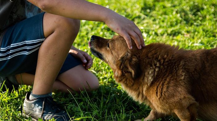 Pets could be a source of drug-resistant bacteria, study finds