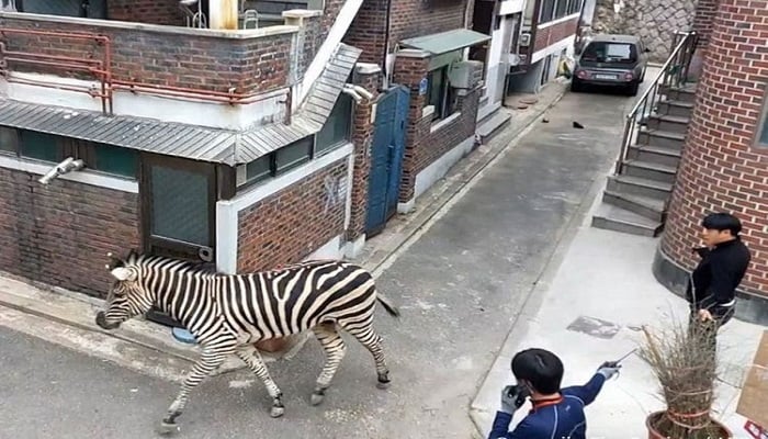 The zebra was photographed walking through Seoul.— AFP