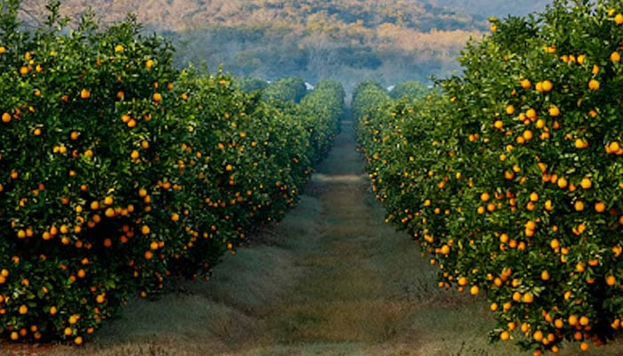 Pakistani and Chinese scientists work together to develop biological control measures to enhance the quality and quantity of citrus fruits in Pakistan. — AFP/File