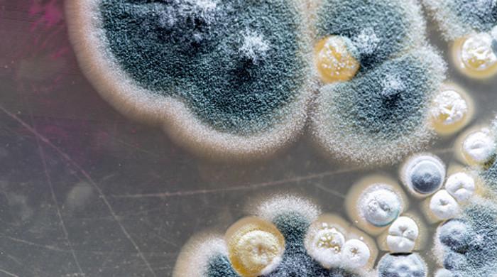 Deadly fungus Candida auris on the spread in US