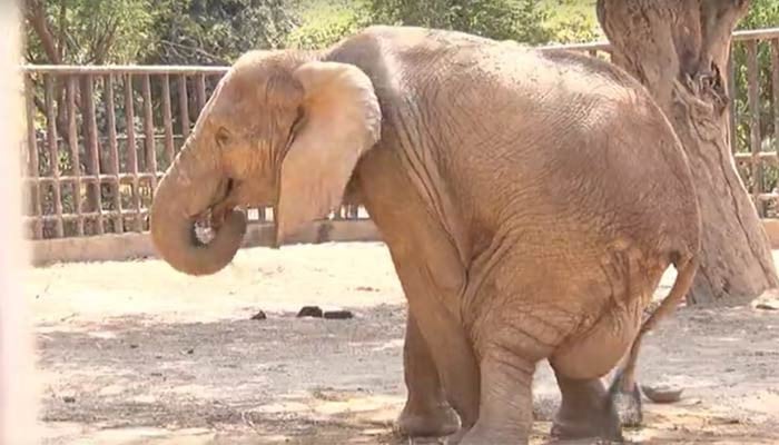 Noor Jehan's condition worsens at Karachi Zoo - Vimarsana News