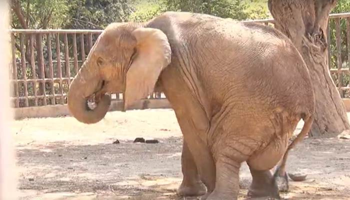 The elephant Noor Jehan can be seen with swollen legs and knees and inflammation in her body at the Karachi Zoo. — Photo by author