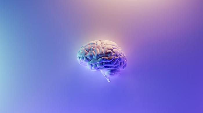Study reveals how brain's internal compass works