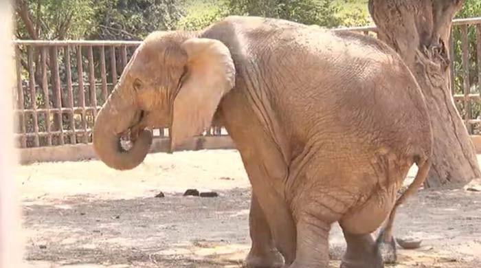 Noor Jehan's condition worsens at Karachi Zoo 