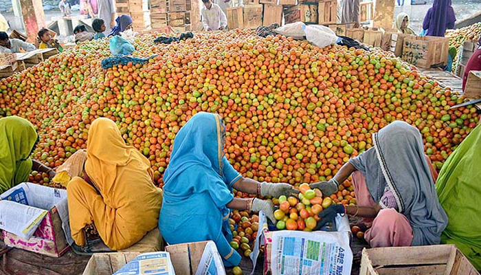 Labours pack tomatoes in wooden boxes at Hyderabad’s vegetable market. — APP