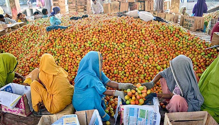 Labours pack tomatoes in wooden boxes at Hyderabad’s vegetable market. — APP