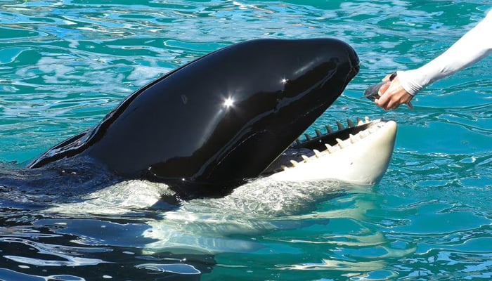Lolita the Killer Whale is fed a fish by a trainer during a show at the Miami Seaquarium in Miami. — Reuters/File