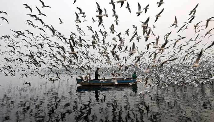 Men feed seagulls along the Yamuna river on a smoggy morning in New Delhi, India. — Reuters/File