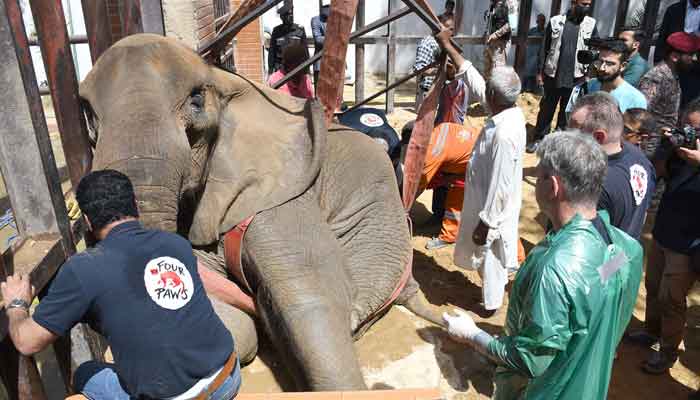 Veterinarians from the global animal welfare organisation Four Paws treating ailing elephant Noor Jehan at Karachi Zoo. —Online