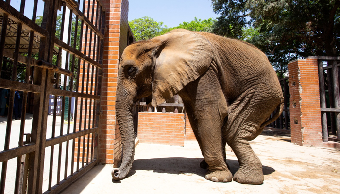 17-year-old African elephant Noor Jehan at theKarachi Zoo. —Four Paws
