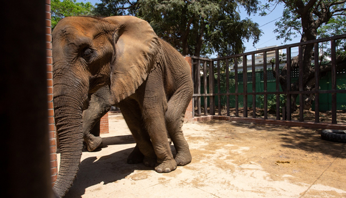 17-year-old African elephant Noor Jehan at the Karachi Zoo. — Four Paws