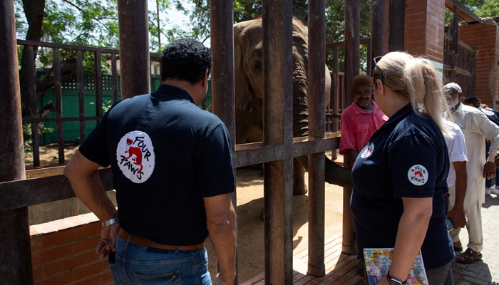 Four Paws doctors examine 17-year-old African elephant Noor Jehan at the Karachi Zoo. — Four Paws