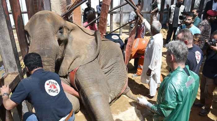 Elephant in distress: Cries of crippled 'Noor Jehan' echo around the world