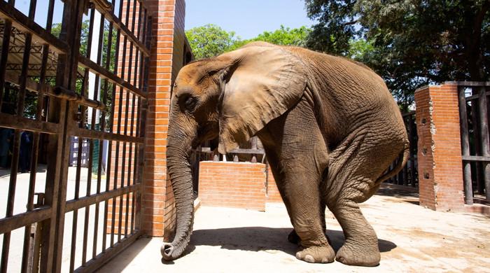 Foreign doctors successfully examine ailing 'Noor Jehan'