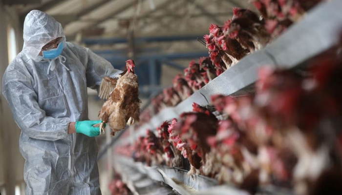 A quarantine researcher checks on a chicken at a poultry farm in Xiangyang, Hubei province, China. — Reuters