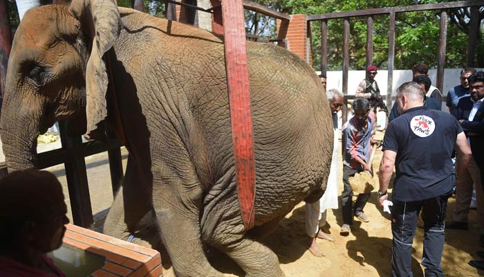 A team of veterinarians and wildlife experts from Four Paws International, examine elephant Noor Jehan during a medical assessment at the Karachi Zoo in Karachi on April 5, 2023. — AFP