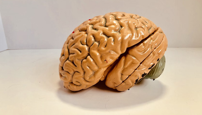 AI generates images by examining brain activity, ignites ethical debate - Vimarsana News