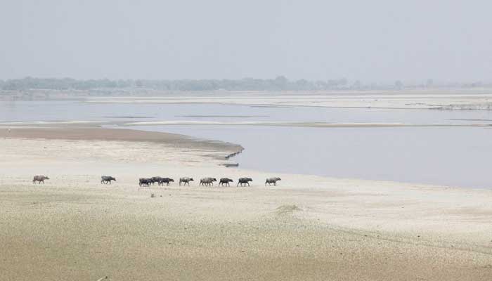 A herd travels to cool off in the River Indus, Hyderabad, March 18, 2017. — Reuters