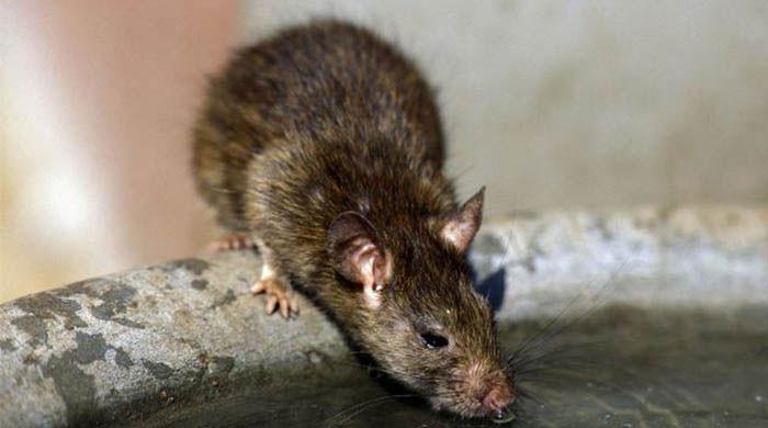 Rodents beware: New York City hires first 'rat czar'