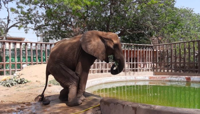 Noor Jehan, the African elephant in Karachi Zoo, stands by the pond in her enclosure. — APP/File