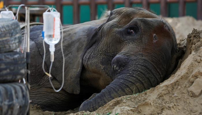 Four Paws team requested to visit again to treat ailing Noor Jehan at Karachi Zoo - Vimarsana News
