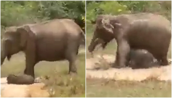 Screengrabs of video showing elephant trying to save her baby from a crocodile. — Twitter/susantananda3