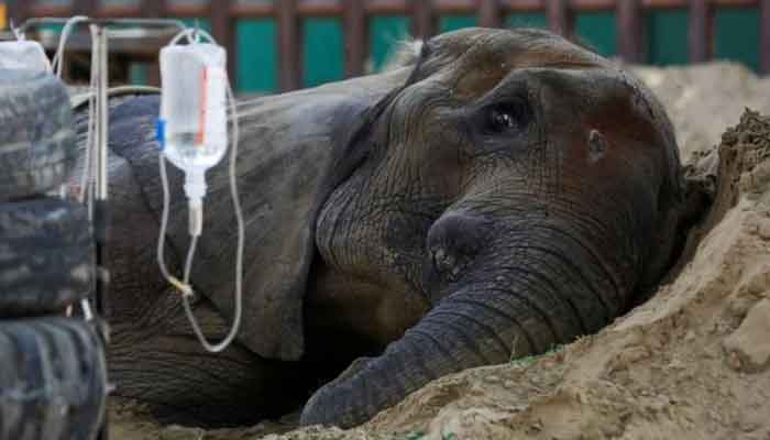 African elephant Noor Jehan, 17, who is unwell, rests on a sand pile at a zoo in Karachi in this undated photo.  — APP/File