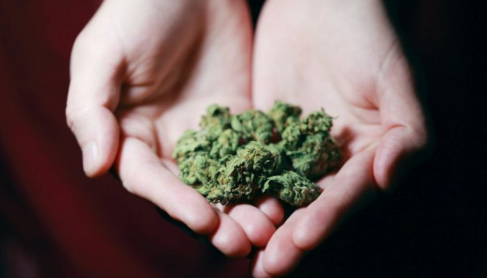 Happy Weed Day: Why is 4/20 'Weed Day' and how did it start? - Vimarsana News