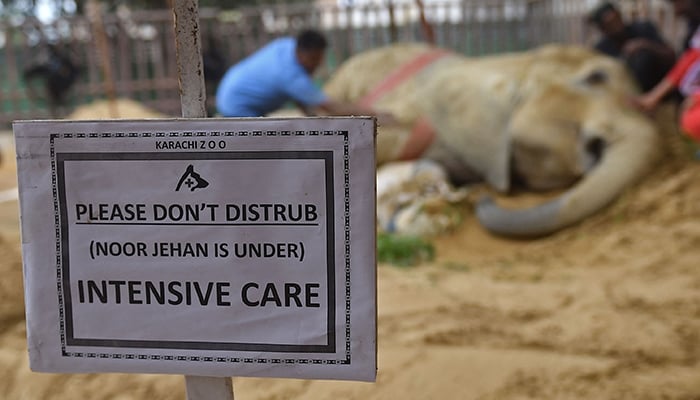 Veterinarians examine elephant Noor Jehan at the Karachi Zoo in Karachi on April 18, 2023. — AFP