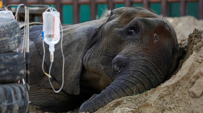 Elephant 'Noor Jehan' breathes her last at Karachi Zoo
