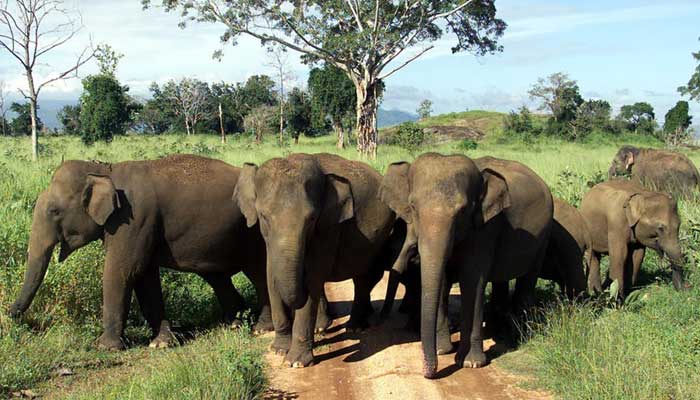 A herd of elephants seen in a wild sanctuary. — Reuters