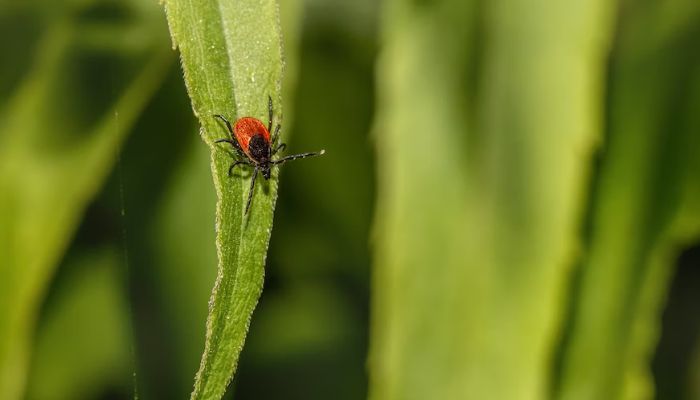 The image shows a tick on a leaf. — Unsplash