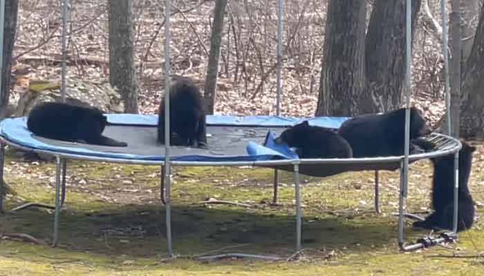 The picture shows a family of bears on a trampoline. — Facebook/Olivia Germano